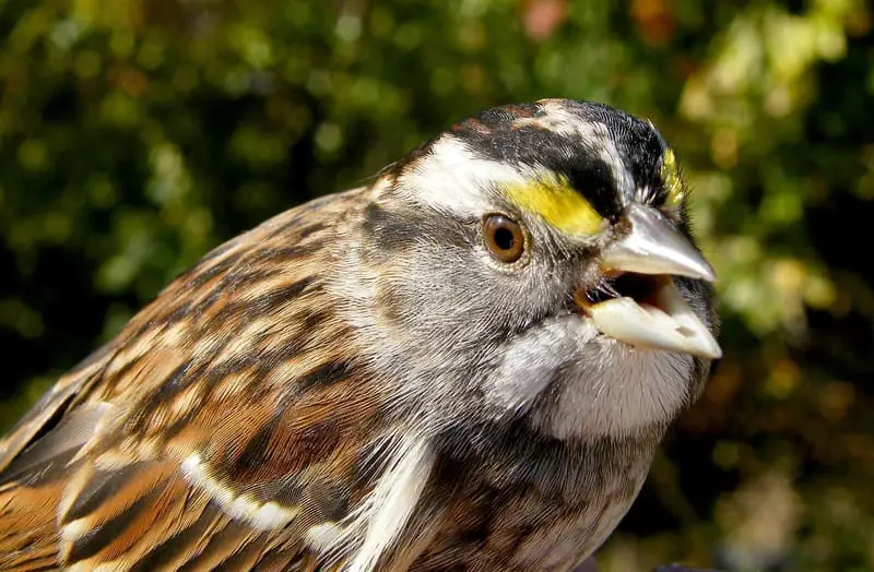 White-throated Sparrow