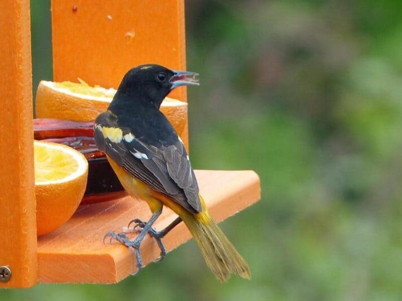 When should I put grape jelly out for orioles?