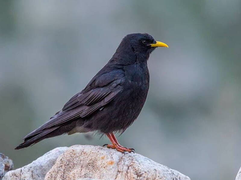 Yellow-billed Chough