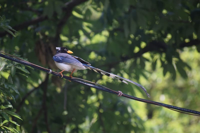 Yellow-billed Magpie