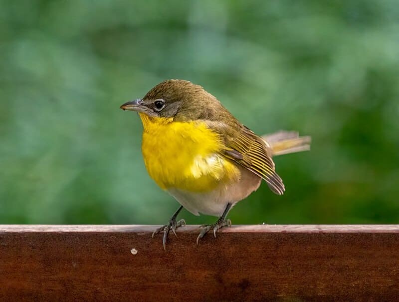 Yellow-breasted Chat