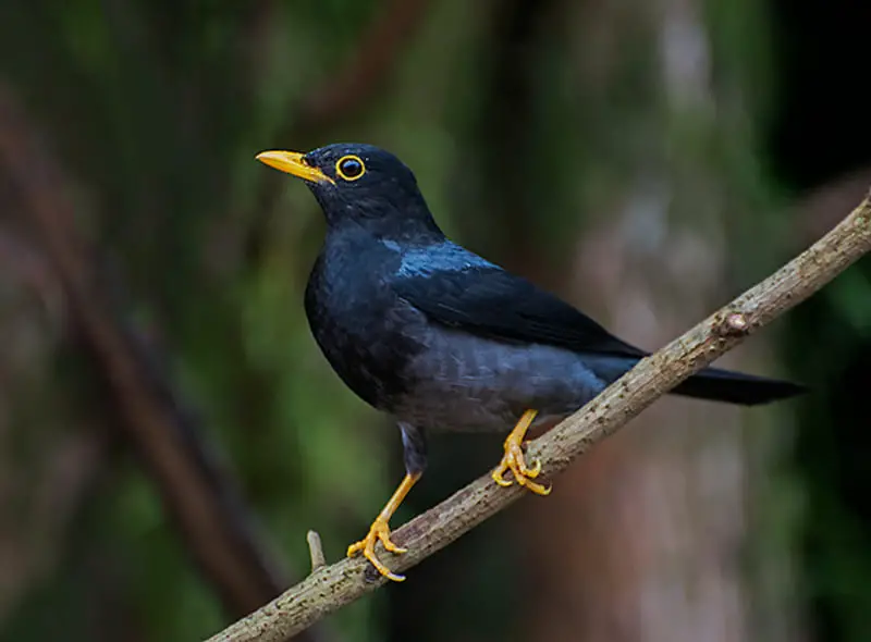 Yellow-legged Thrush