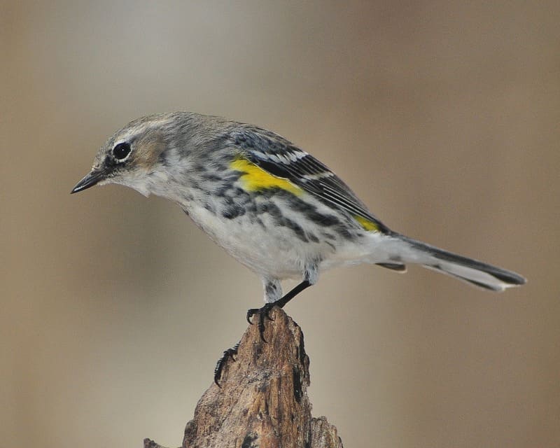 Yellow-rumped Warbler small black and white birds