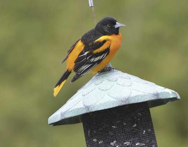 Best Jelly Feeders For Orioles
