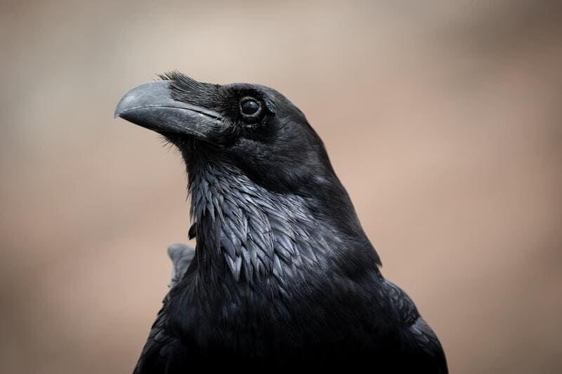  Raven or Crow