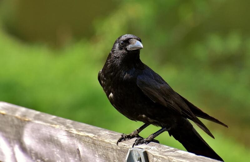 Will a Raven Kill a Chicken?