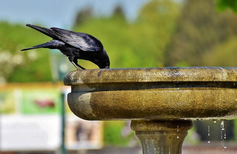  Raven drinking water