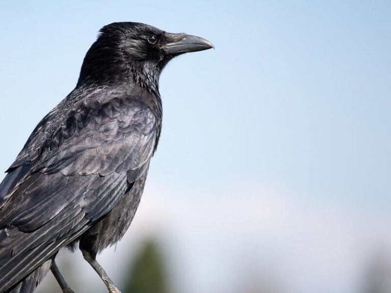 How To Attract Ravens?