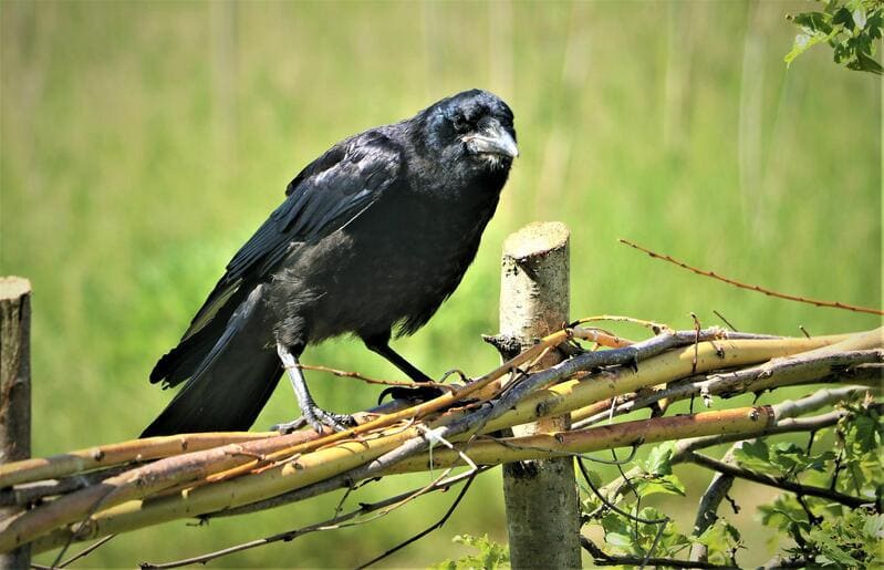 How to Attract Ravens and Crows to Your Yard