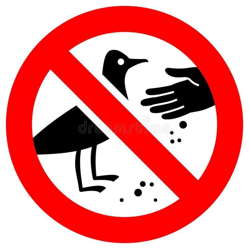 Don’t Feed the Birds 