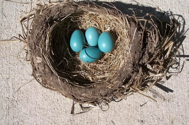 eggs Robins