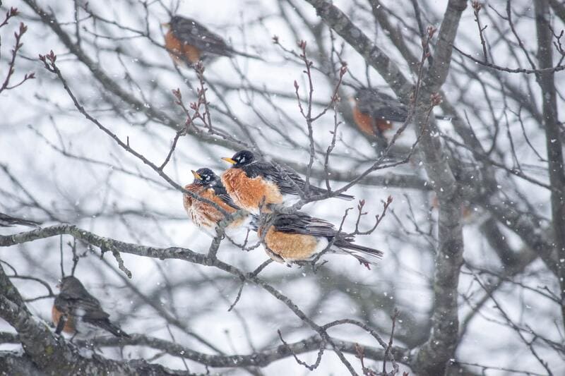 What do Robins Eat in the Winter?