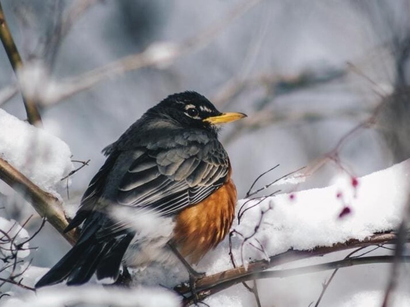 What do Robins Eat in the Winter?