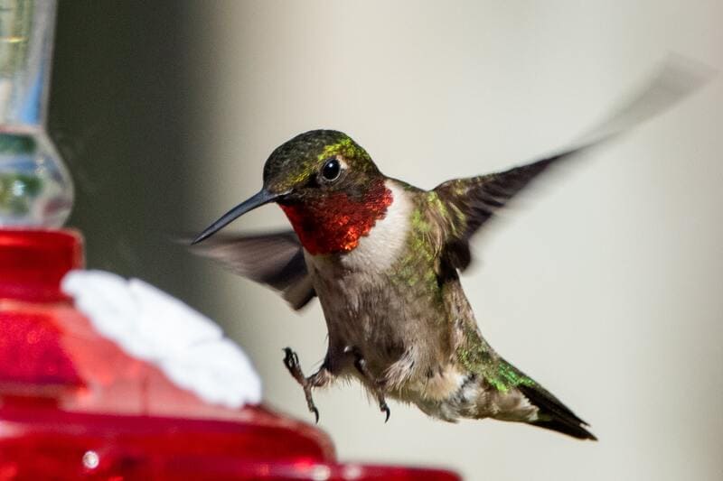 hummingbird feeders