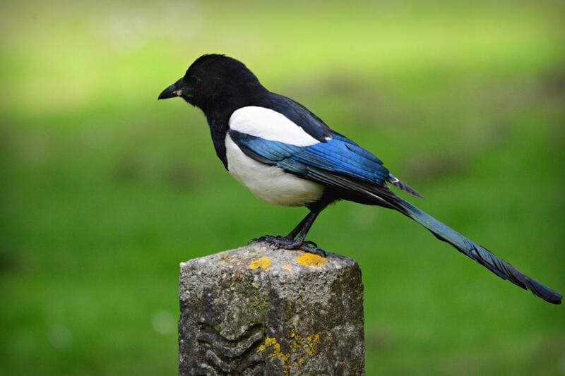 Black-billed Magpie