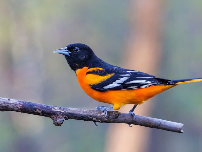 orange and black bird
