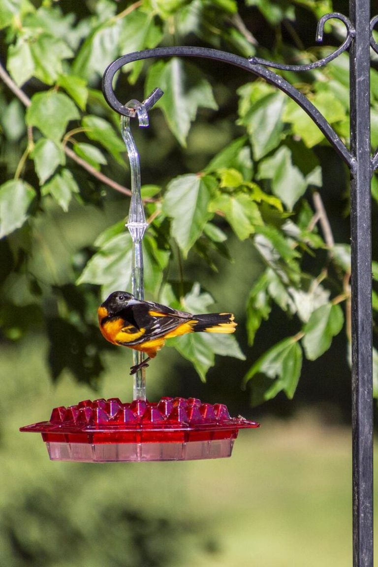 When Should I put Grape Jelly out for Orioles? BirdieExpert