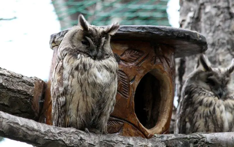 How do Owls Sleep