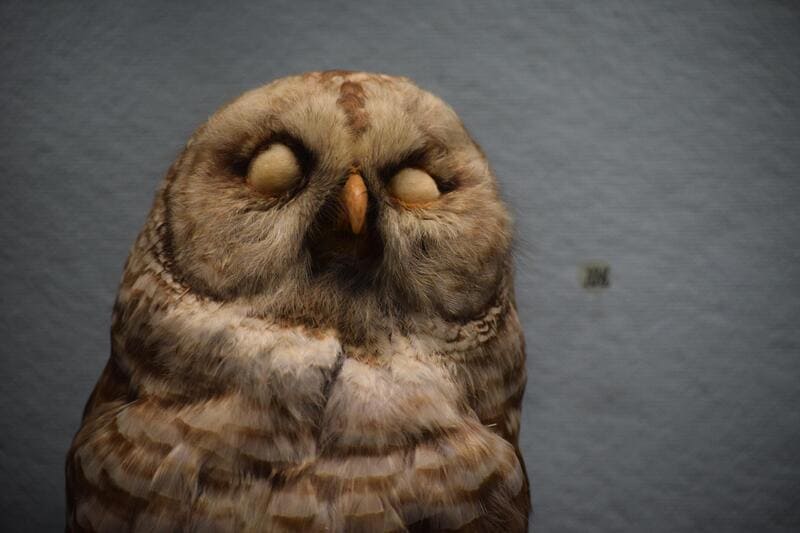 How do Owls Sleep