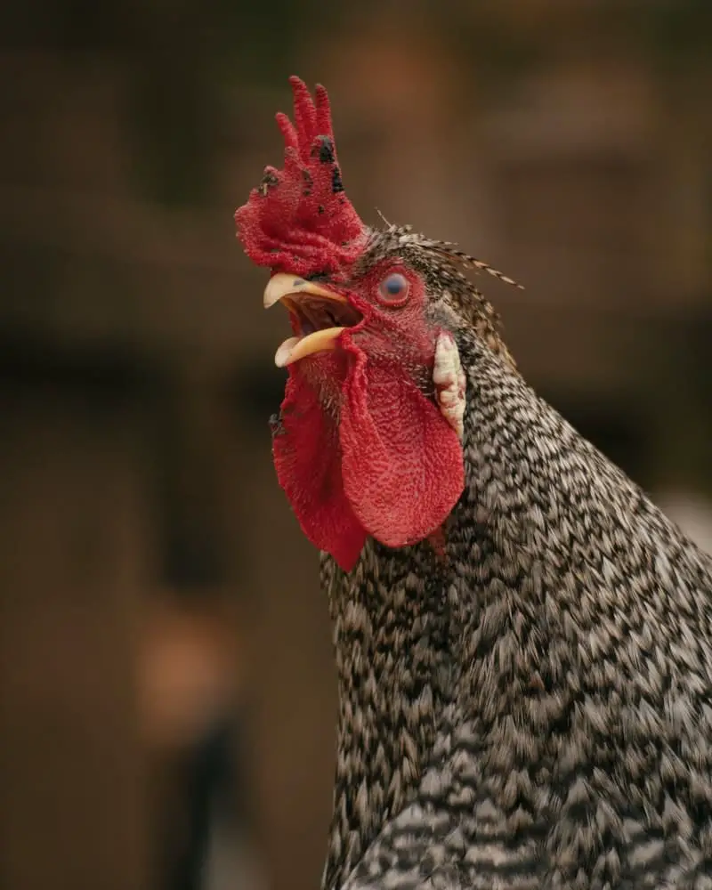 rooster crowing a lot