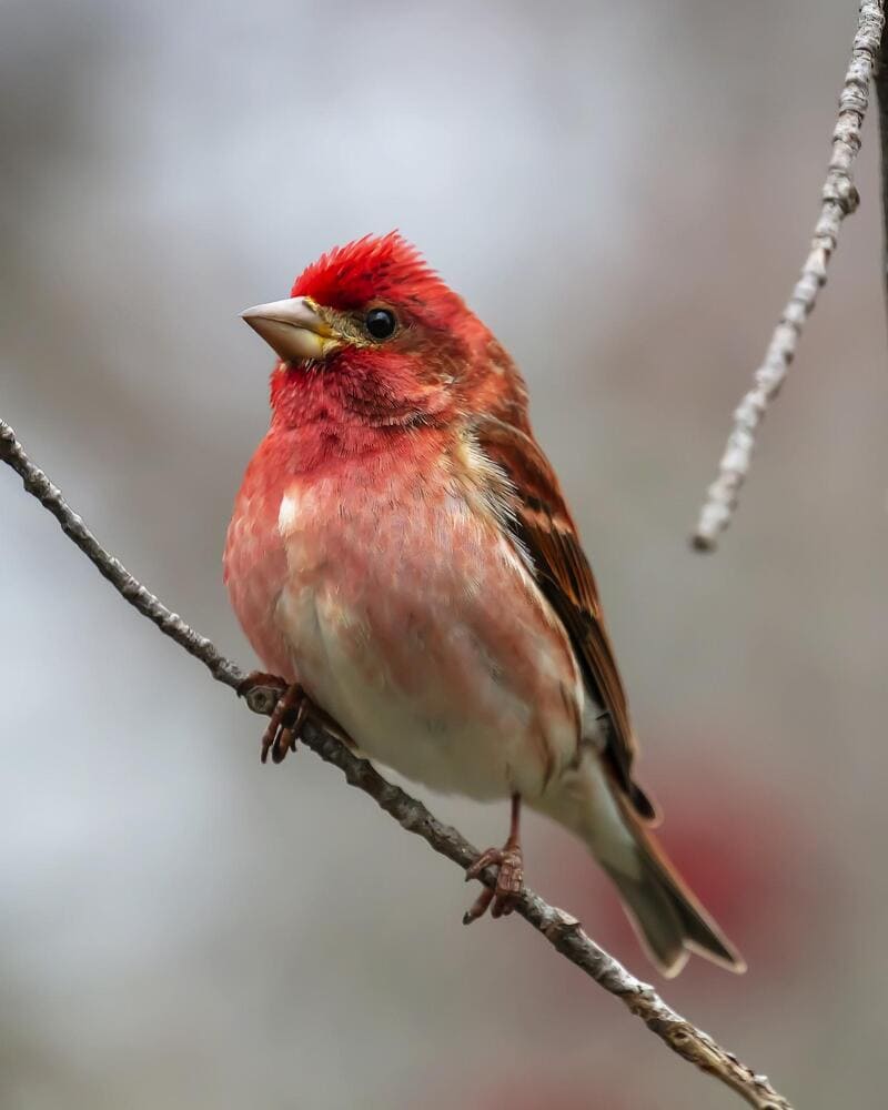 Purple Finch