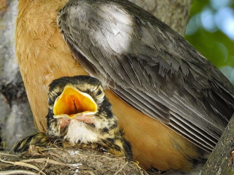 How long does it take for Robin eggs to hatch
