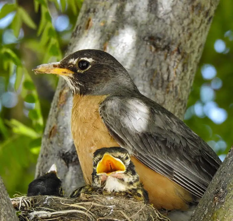 How long the mother bird stays away from the nest