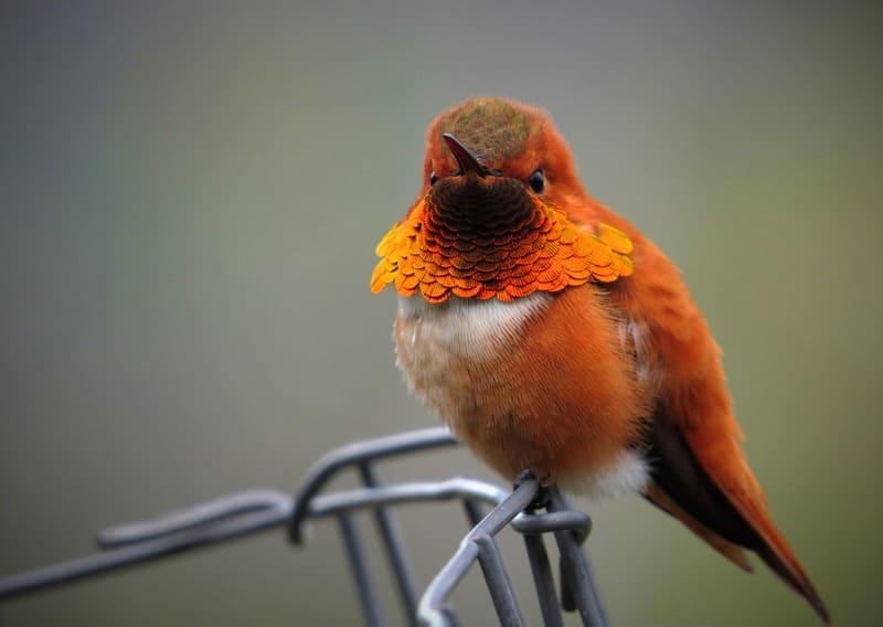 Rufous Hummingbird 