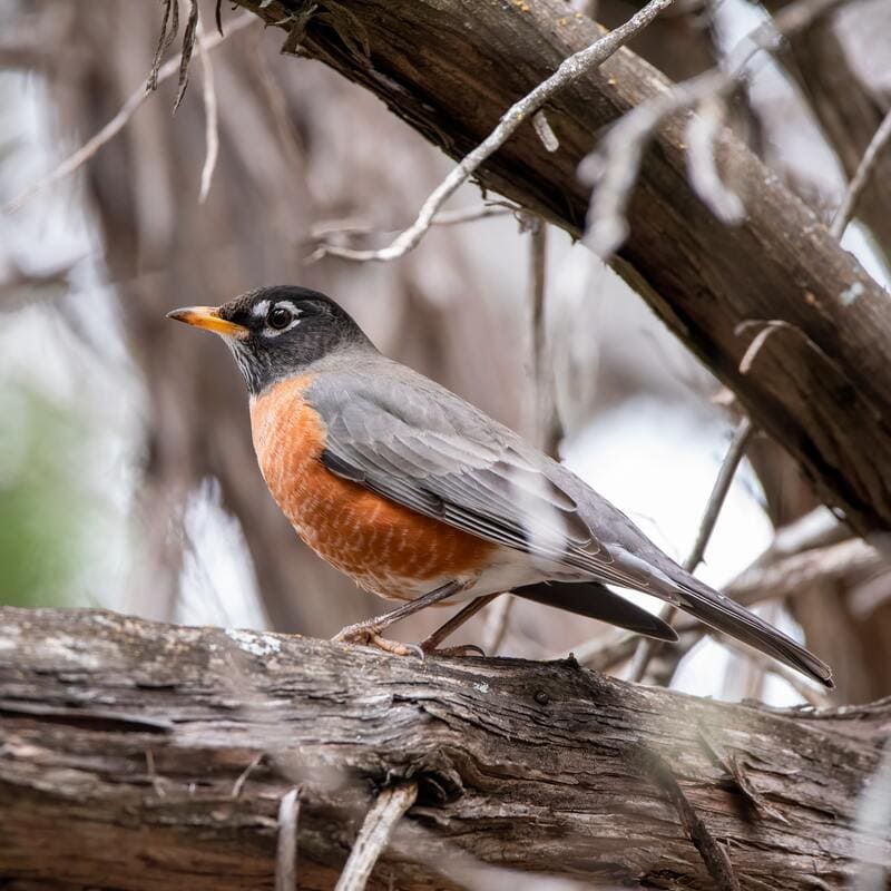 Robins Eat in the Winter