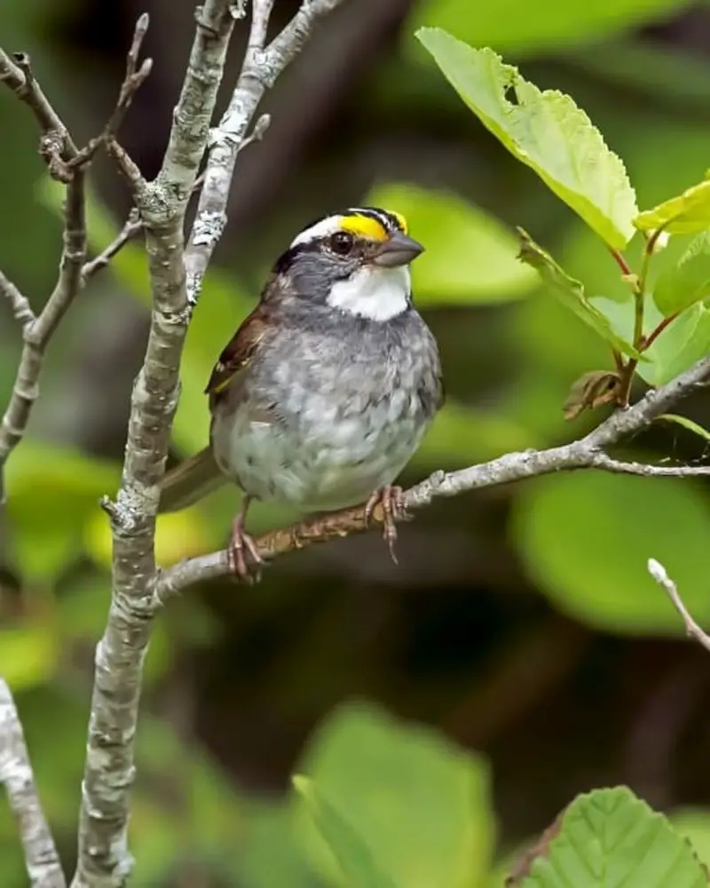 White-Throated Sparrow