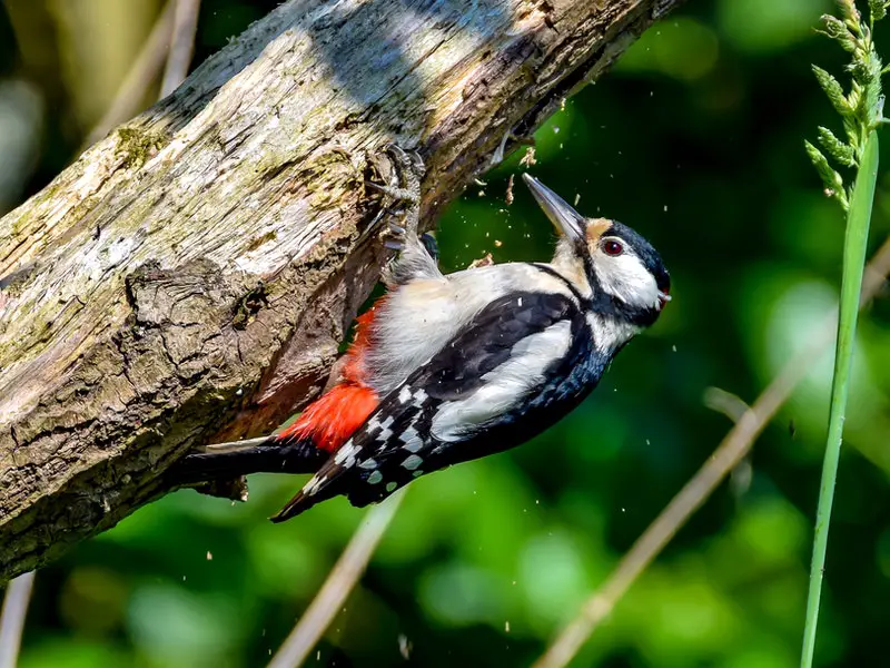 Birds Peck At Wood