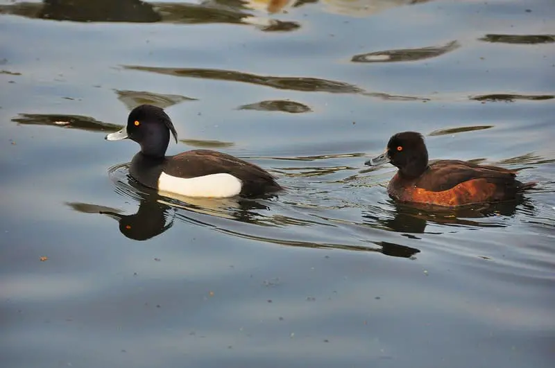 Birds That Swim Underwater