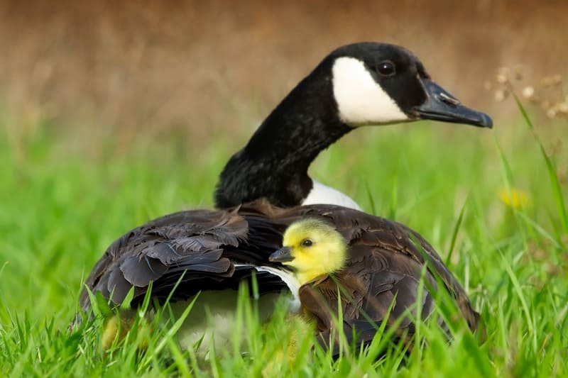 16 Types Of Birds That Swim Underwater | BirdieExpert