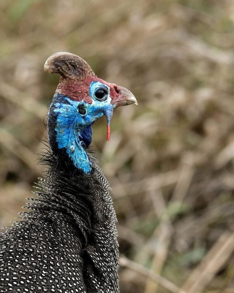 What Birds Eat Ticks And Mosquitoes? (With Photos, ID & Info!)