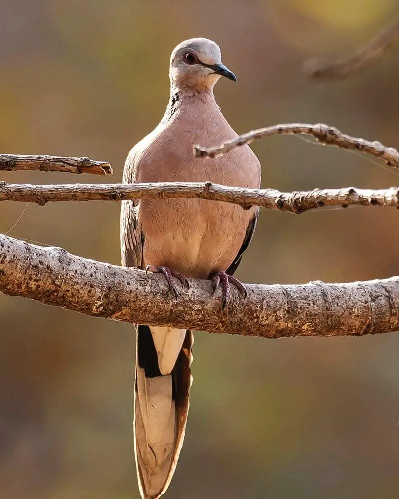 Mourning Dove