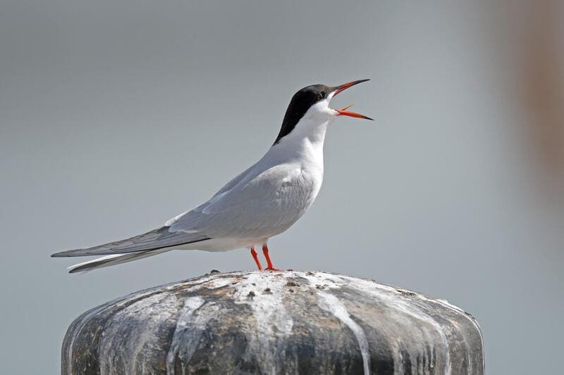 Terns