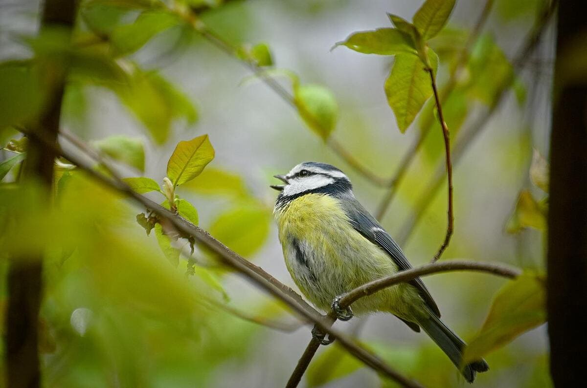 The birds sing in the garden. Птица певунья. Индийская синица. Синицы на груди. Свистеть по птичьи.