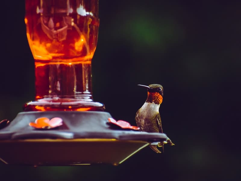 Where’s the best place to hang a Hummingbird feeder