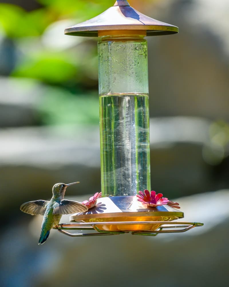 When to put out Hummingbird feeders?