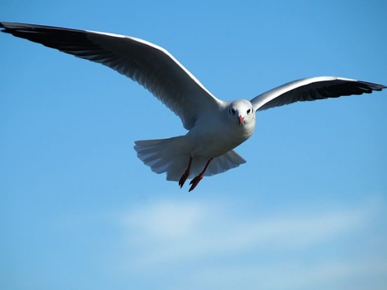 19 Amazing Facts About Seagulls You Should Know! 