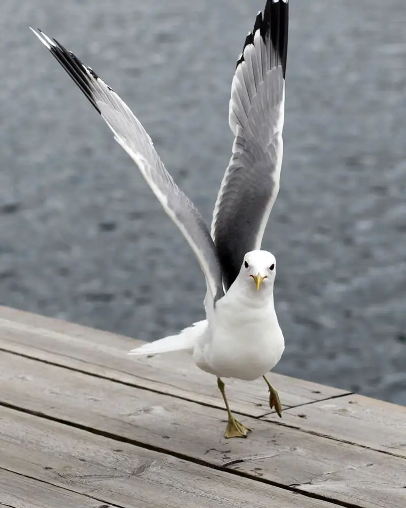 seagull landing