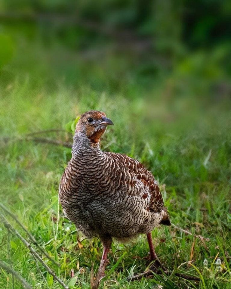 What Birds Eat Ticks And Mosquitoes? (With Photos, ID & Info!)