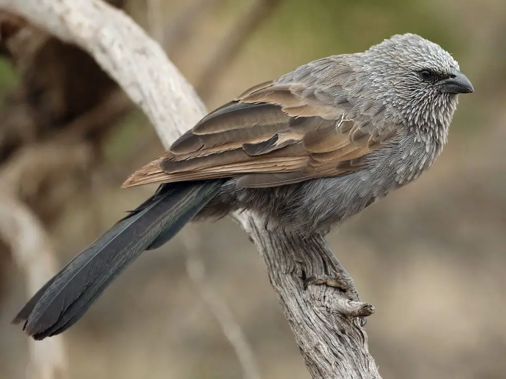 Apostlebird