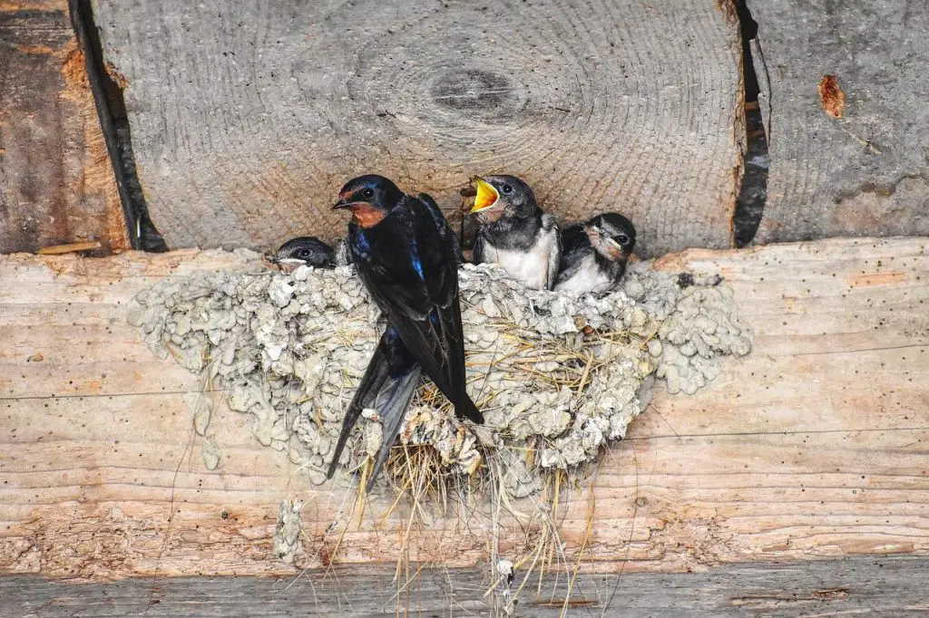 Barn Swallow