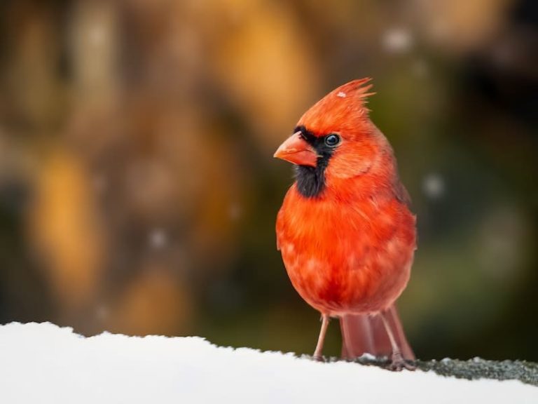 Best Birdhouse For Cardinals
