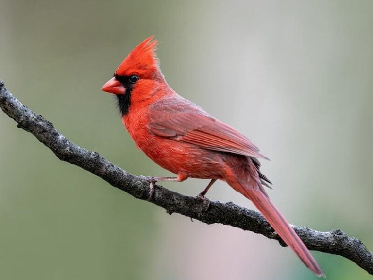Bird That Looks Like A Cardinal But Is Not