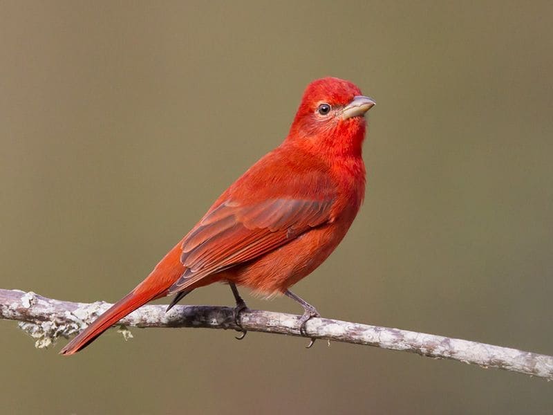 Bird That Looks Like A Cardinal But Is Not.1jpg