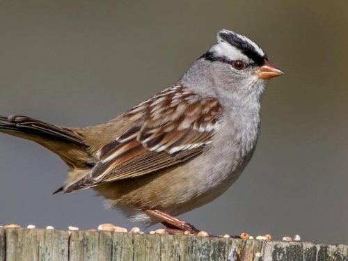 9 Bird With Black And White Striped Head [Pictures & Guide]