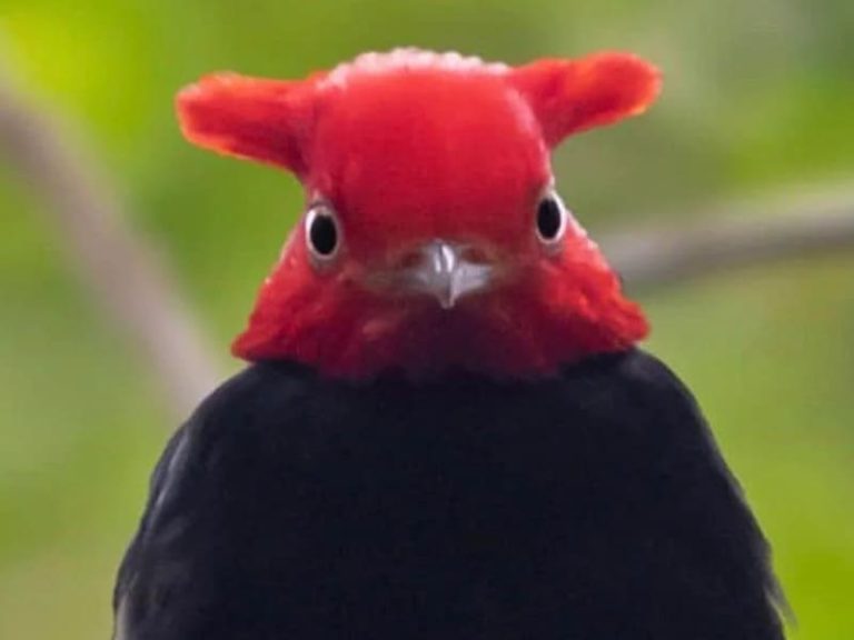 14 Birds With Red Head And Black Body