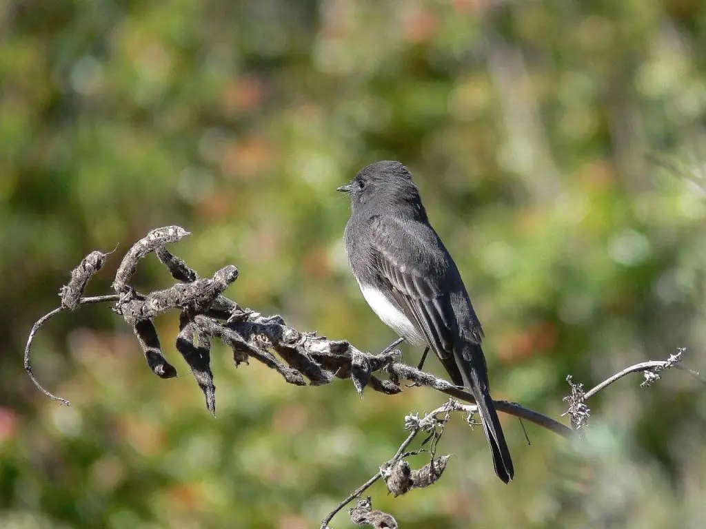 Birds That Build Mud Nests